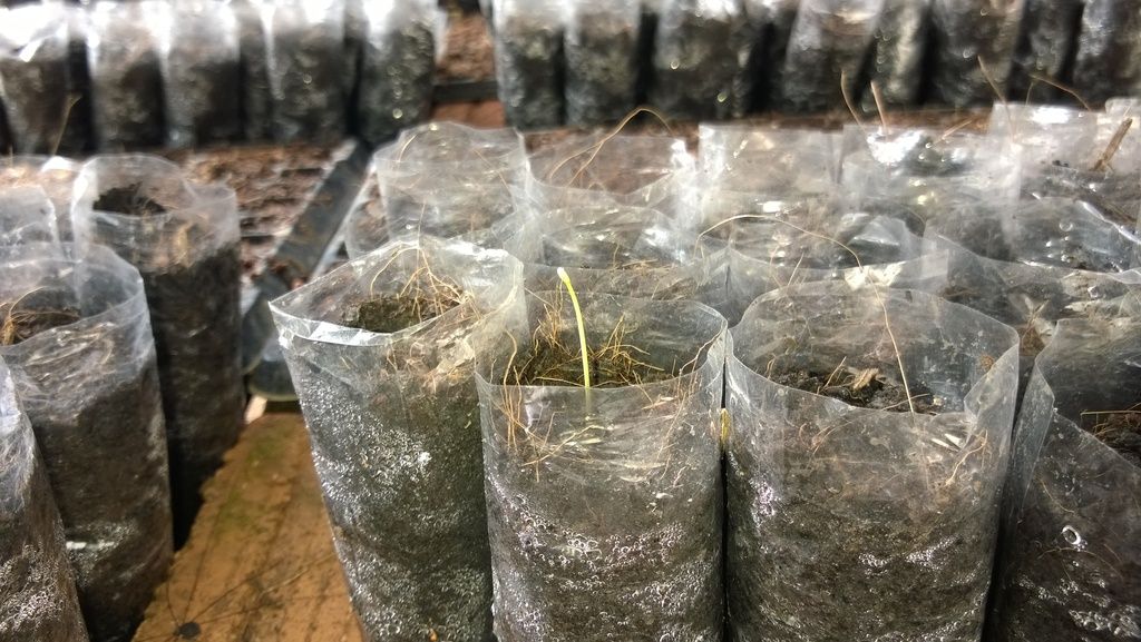 Asp.grow.bag1_zpsfozzygsj.jpg
