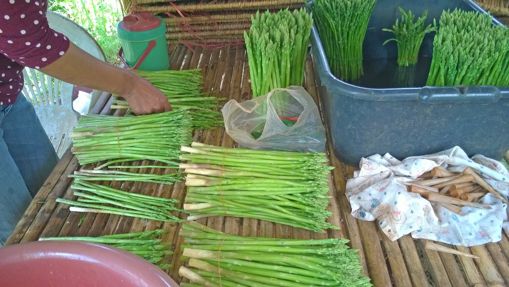 Sorting%20Asparagus%201_zpss0200ppn.jpg