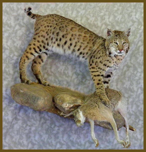 Texas Bobcat Mount The Outdoor Community
