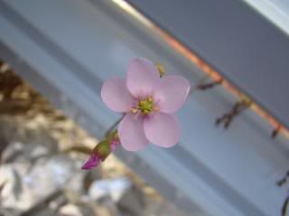Drosera venusta flower