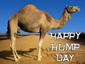 Hump day cards from greeting card universe Happy Hump Day Camel Pictures, Images & Photos | Photobucket