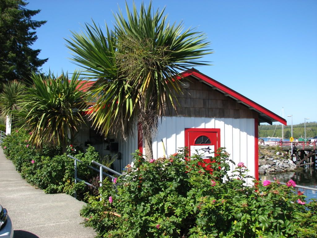 Palm Trees In Ireland Pictures, Images & Photos Photobucket