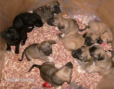 Black Lab Mastiff