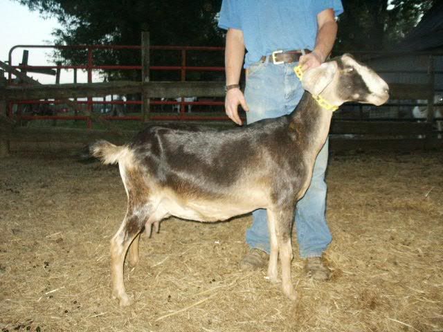 Does this doe have good confirmation? - Goats