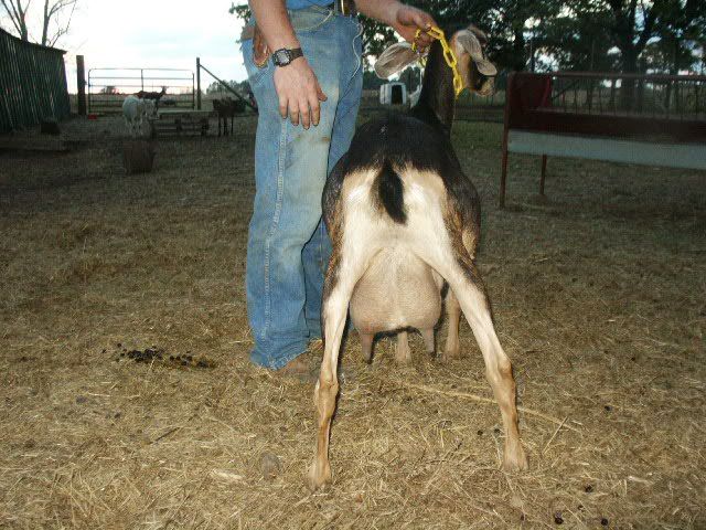 Does this doe have good confirmation? - Goats