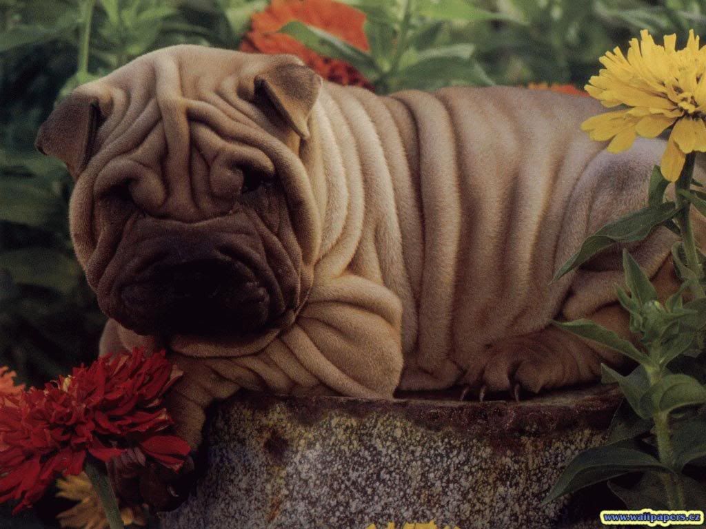 animal_69.jpg