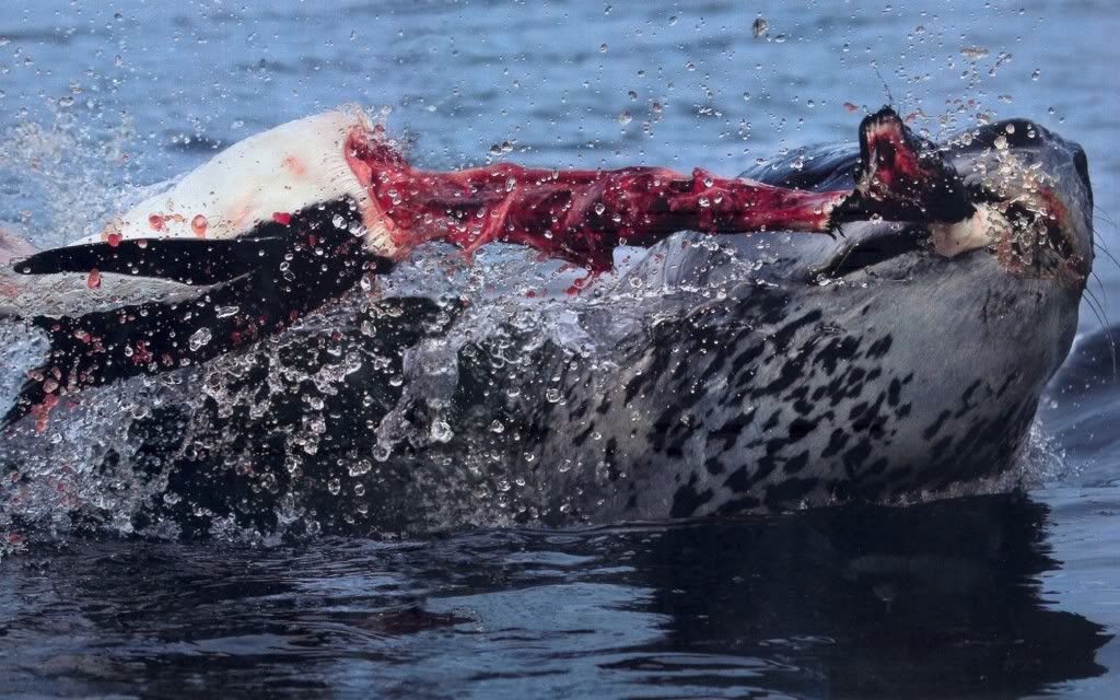 leopard-seal-pulling-the-head-right.jpg