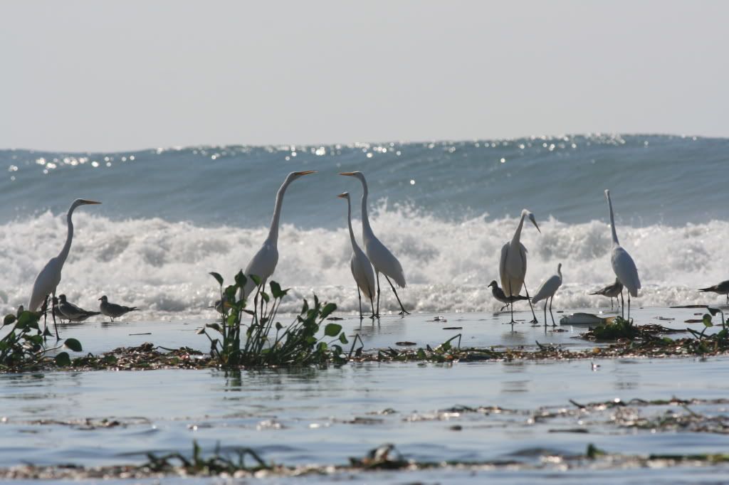 Great Egrets on the beach