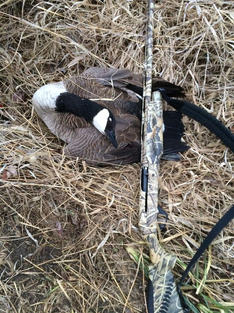 Goose.jpg