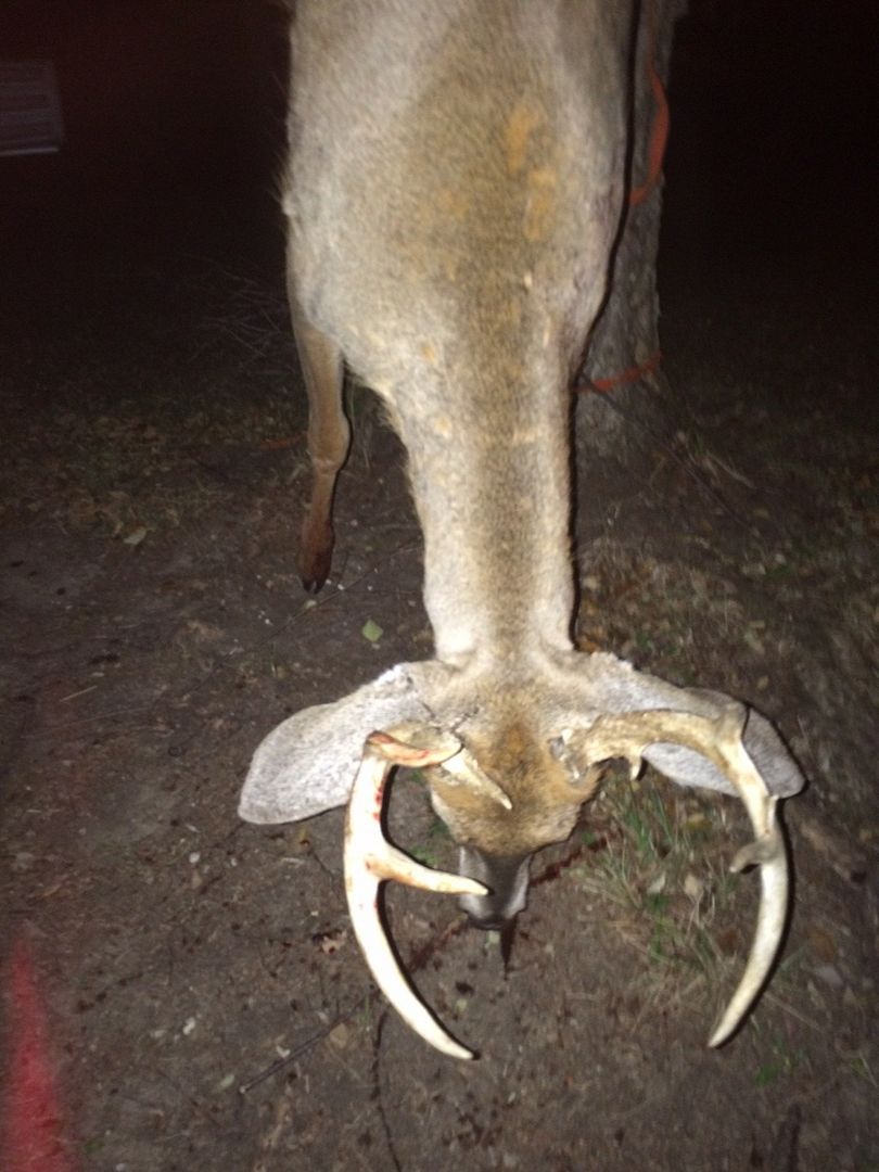 ROADKILL2015.jpg