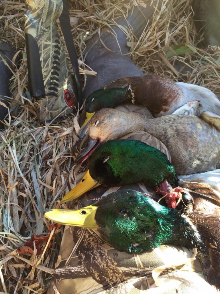 greenheads.jpg