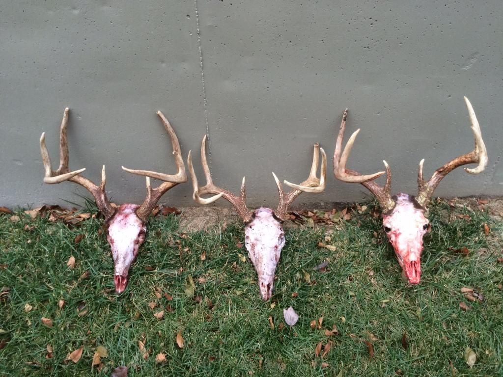 heads2014ks.jpg