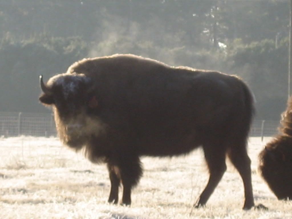 Frost on our Bisons Pictures, Images and Photos
