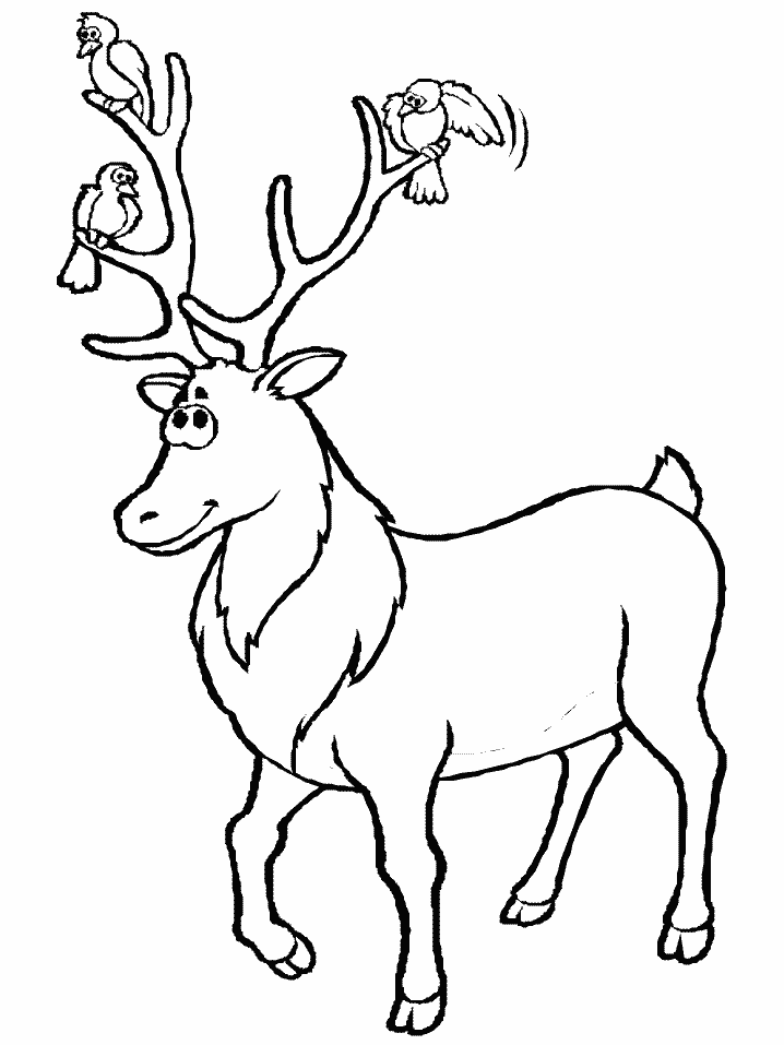 hamster coloring pages. coloring pages deer