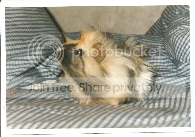 pickwick2001.jpg